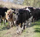 Dairy Cows - Matamata